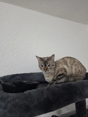 Reinrassige Bengal-Katze, 2 Jahre alt, sucht neues 