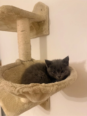bkh Kater 