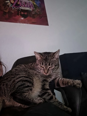 Nala sucht ihr traumschloss