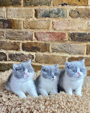 3 traumhafte BKH Kitten   Grau-Weiß, wunderschöne Augen, zum Verlieben!