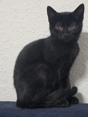 Junge Maine-Coon-Mix Katze sucht ein liebevolles Zuhause