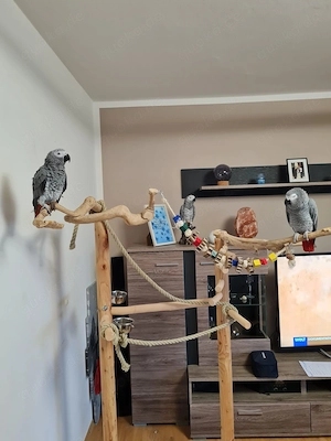 Graupapageienpärchen suchen liebevolles Zuhause!!