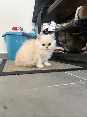 Reine Rasse Perser Kitten (männlich & weiblich) abzugeben