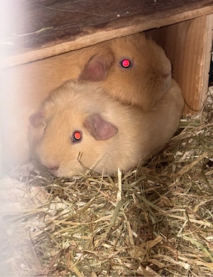meerschweinchen böckchen 