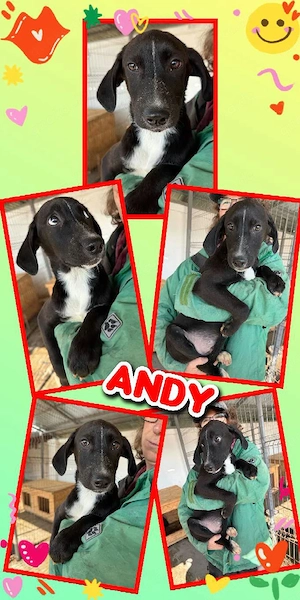 bezaubernder, wunderschöner Welpenjunge "Andy" sucht ein liebevolles Zuhause 