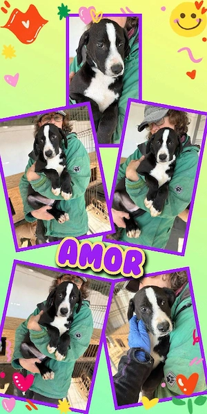 zuckersüßer Welpenjunge "Amor" sucht ein liebevolles Zuhause