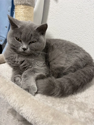 simba - bkh grau kastriert (M)