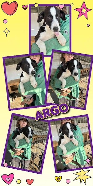 wunderschöner Welpenjunge "Argo" sucht ein liebevolles Zuhause