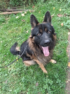 deutscher Schäferhund 