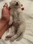 Katzen suchen ein neues Zuhause