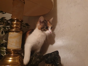 Kitten Bunte Kätzchen Mieze Kater Katzenbaby 