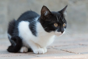 Suche Babykatze bis 12 Monate