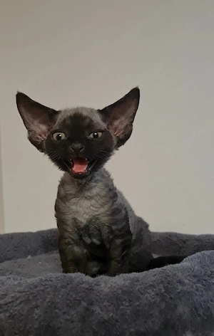 Devon Rex Junge