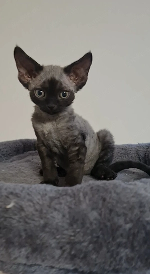 Devon Rex Junge Bild 2