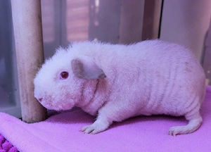 Skinny Pig Meerschweinchen Kastrat