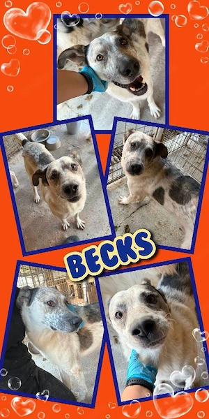 sanfter, lieber, toller, menschenbezogener Rüde "Becks" wünscht sich so sehr ein eigenes Zuhause