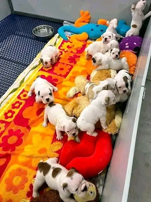 Englischen Bulldoggen-Welpen