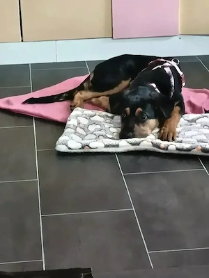 Schäferhund mix 
