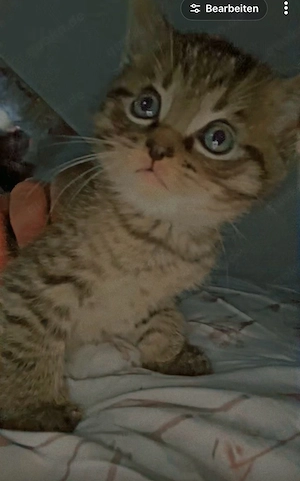 baby katze