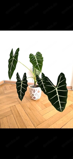 Alocasia Frydek Ableger