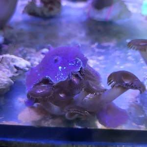 Ableger Scheibenanemonen und Krustenanemonen