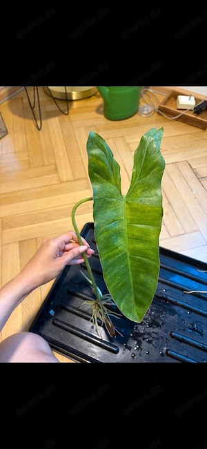 philodendron verde Ableger