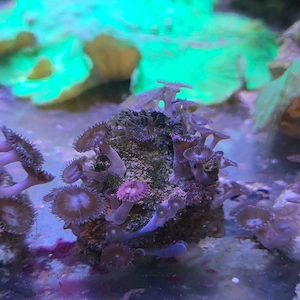 Krustenanemonen mix