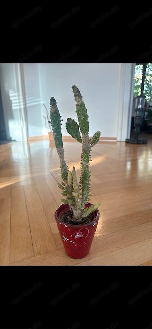 Kaktus 35cm hoch