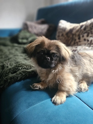 Pekinese welpe Leo 