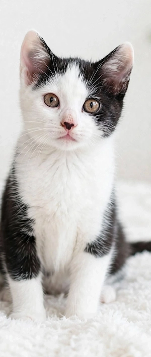 Letzter Kater! Schwarz-weiß BKH Mix - 12 Wochen - verschmust - 35745 Herborn   Siegbach