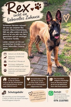 Belgischer Schäferhund Rüde 5Monate sucht liebevolles Zuhause 