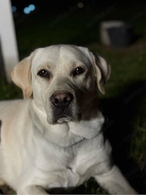 Labrador sucht neue Familie 