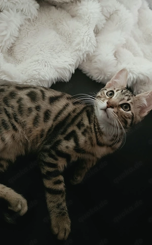 Liebevolles Zuhause für unseren wunderschönen Kater Simba gesucht 