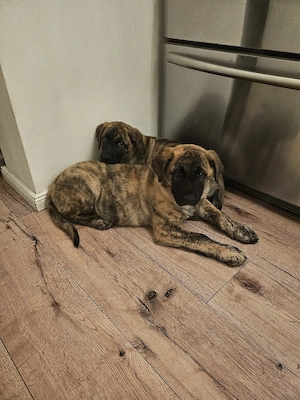 Deutsch Schäfer ,dogo canario mix