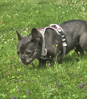 Französische Bulldogge sucht dringend neues Körbchen 