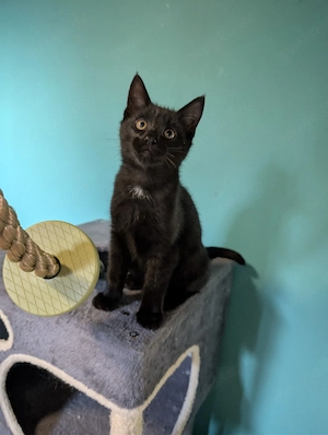 Main Coon Mix Kitten 