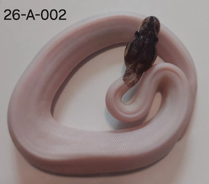 0.1 Black Pewter Piebald Königspython
