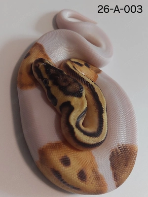 1.0 Enchi Pastel Piebald Königspython
