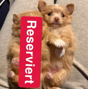 Pomchi Welpe Rüde