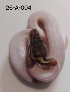 1.0 Black Pewter Piebald Königspython 