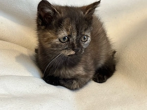 BKH Katze 