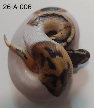 1.0 Black Pewter Enchi Piebald Königspython