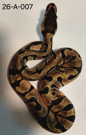 0.1 Black Pewter Enchi Königspython