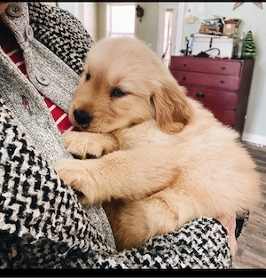 Golden-Retriever-Welpen zu verkaufen