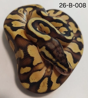 1.0 Pastel Enchi Russo het Pied Königspython 