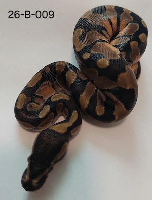 1.0 Enchi het Pied Königspython