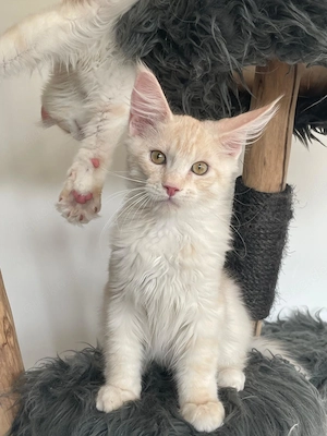 Maine Coon Kitten mit Stammbaum Shaded Line