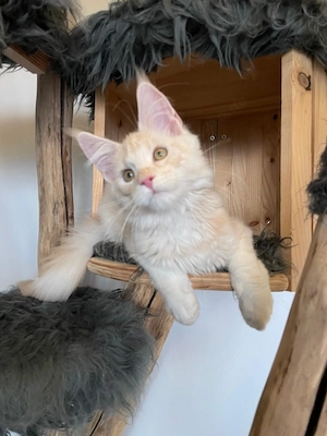 Maine Coon Kitten mit Stammbaum Shaded Linie