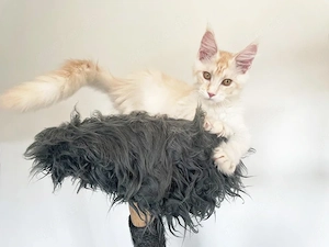 Maine Coon Kitten mit Stammbaum Shaded Linie