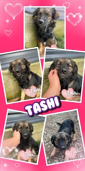 kleine, wunderbare, liebe, menschenbezogene, mit Artgenossen vertr. Hündin Tashi sucht ein Zuhause